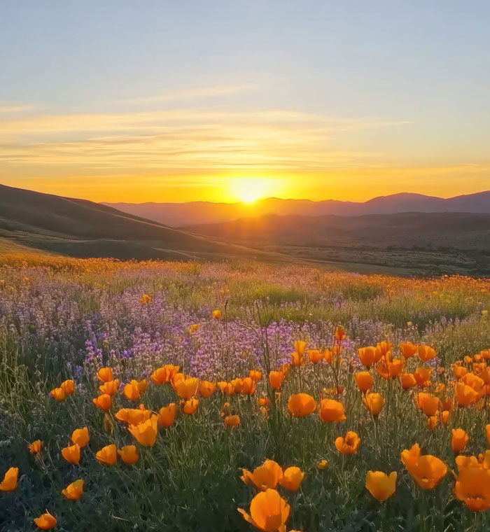Golden Poppies Bloom at Sunset Over Rolling Hills