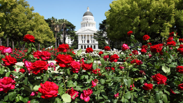 Capitol Building roses